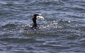 Aalscholver - Juni 2009 - 02